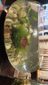 森悠（SARYOR）斑馬魚小型觀賞魚水草缸群游熱帶魚活體魚 混色老虎天使套餐8條 曬單實拍圖