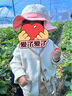 JELLYBABY女童馬甲3小童冬季保暖搖粒絨馬甲寶寶加絨花邊春裝5兒童時(shí)髦背心 杏色 90 CM 曬單實(shí)拍圖
