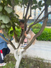 奇諾鼠奇諾鼠寶寶軟底春秋帆布鞋嬰幼兒學(xué)步鞋幼兒園室內(nèi)鞋兒童透氣單鞋 曬單實(shí)拍圖