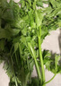 南步山東特產(chǎn)章丘鮑芹【順豐到家】香芹嫩芽沙拉榨汁芹菜新鮮蔬菜禮盒 2斤 精品鮑芹芽子丨禮盒 曬單實(shí)拍圖