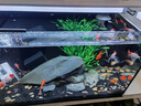 徹朗魚(yú)缸電動(dòng)除油膜神器水面迷你油膜處理器增氧靜音循環(huán)過(guò)濾器氧氣泵 除油膜器 曬單實(shí)拍圖