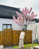 日本櫻花樹(shù)苗木庭院南北方種植盆栽大綠化風(fēng)景樹(shù)苗室外花卉 櫻花5公分【樹(shù)形優(yōu)美 土球發(fā)貨】 曬單實(shí)拍圖