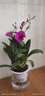 意軒石斛蘭盆栽帶花苞四季開(kāi)花不斷綠植室內陽(yáng)臺花卉易養蘭花植物 紅潑墨 5-6苗 帶花  送懶人 曬單實(shí)拍圖