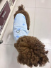 甜苗苗狗衣服夏季薄款涼涼衣防掉毛牽引狗狗防曬衣柯基比熊透氣降溫背心 防曬涼涼衣背心【藍(lán)色海豚】 M（建議體重5-8斤） 蓄水降溫,涼爽防暑 曬單實(shí)拍圖