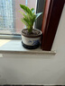 想開大葉綠公主金鉆盆栽辦公室內(nèi)客廳四季常綠好養(yǎng)易活植物桌面綠植 【客廳推薦】金鉆+青花瓷816 曬單實拍圖