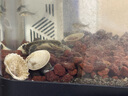 批發(fā)淡水大草魚苗淡水養(yǎng)殖魚苗活體飼料魚四大家魚鯽魚苗花鰱魚苗批發(fā) 正宗草魚苗1.5-3cm50條 曬單實拍圖