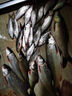 釣魚(yú)王 土鯪魚(yú)餌料專(zhuān)攻鯪魚(yú)香味廣東黑坑野釣大土凌餌料 鯪魚(yú)套餐【香味2包+腥味1包】 曬單實(shí)拍圖