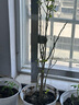 種花迷仟草集藍莓樹苗盆栽地栽藍梅樹當年結果 奧尼爾藍莓 南方北方果樹 黑珍珠 4年苗 曬單實拍圖