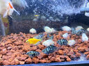 立得威快干型造景專(zhuān)用強力膠水族館粘石頭沉木魚(yú)缸盆栽假山造景粘合劑防水工藝品石雕修復粘接 【快干型高強度】骨架膠50g*1支 曬單實(shí)拍圖