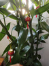 臨雅大型富貴竹水培植物客廳水養(yǎng)大號(hào)盆栽節(jié)節(jié)高粗桿室內(nèi)好養(yǎng)活綠植物 富貴竹1.4m【6支帶根】 曬單實(shí)拍圖