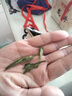 一芽一葉明前龍井 2025新茶耐泡龍井豆香型綠茶茶葉500g 一芽一葉500g手工禮袋 曬單實(shí)拍圖