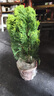 開時(shí)果 金柏樹苗側(cè)柏盆栽植物 香松小綠植好養(yǎng)四季常青盆景源頭直發(fā)包郵 原生盆(30-35cm) 加享 肥料 曬單實(shí)拍圖