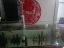 皓派超白玻璃魚缸家用陽臺隔斷窄條魚缸客廳電視柜長條魚缸溪流缸裸缸 裸缸+型號按照長寬高排序+錄開箱視頻包損 120-30-40裸缸10毫米【送魚缸墊電梯上樓】 曬單實拍圖