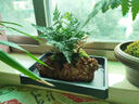 吸水石綠植狼尾蕨盆栽菖蒲盆景懶人好養植物虎耳草耐陰鏡面草水培 吸水石狼尾蕨送底座 曬單實(shí)拍圖