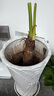 御春閣 滴水觀音 水培大苗千手觀音植物 水培綠植小盆栽室內(nèi)花卉 不含盆 50-60cm高左右 曬單實拍圖