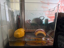 逸樂(lè )寵透明塑料金魚(yú)缸仿玻璃亞克力斗魚(yú)缸一體成型防摔桌面水族箱烏龜缸 特大號-無(wú)蓋（超透裸缸） 曬單實(shí)拍圖