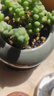 免稀釋植物營養(yǎng)液通用型盆栽肥料室內綠植發(fā)財樹養(yǎng)花卉葉面噴施肥 植物通用免稀釋營養(yǎng)液510ml*2瓶 曬單實拍圖