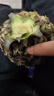 夢茜兒海南金鉆鳳梨 水果8斤新鮮正宗香水無眼菠蘿手撕特產(chǎn)生鮮整箱 5斤 A級中果【4-7個(gè)】 曬單實(shí)拍圖