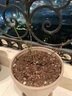虹越（HONGYUE）月季盆栽苗1加侖龍沙寶石藍色陰雨花園陽臺居家裝飾精品花卉TX 【經(jīng)典爬藤月季】弗洛倫蒂娜（1加侖盆栽苗） 曬單實拍圖