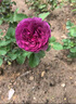 墨一藤本月季爬墻薔薇庭院四季開(kāi)花 紅色龍沙寶石1.5-1.6M 源頭直發(fā) 曬單實(shí)拍圖