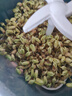 摩動(dòng)摩動(dòng)豆芽機(jī)家用全自動(dòng)噴淋智能發(fā)芽豆牙盆神器自制小型綠豆催芽苗灌盆三層四季可用豆芽機(jī)DY01 自動(dòng)豆芽機(jī)DY10 曬單實(shí)拍圖