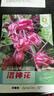 洛神花種子【紅桃K種子】 芝麻蜜大莢荷蘭豆九寸參大肉甜芥菜種子 洛神花種子【原裝】約60粒2包 曬單實(shí)拍圖