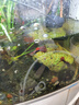 佳寶（JEBO）魚缸燈管 T5/T8觀賞魚水草照明水族箱魚缸白色藍色紅色燈管替換燈 T5 8W粉色光長28.8cm燈管一支 曬單實拍圖