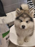 喵然心動(dòng)純種阿拉斯加幼犬澳洲熊版家養寵物狗幼犬大型犬小狗 寵物級 煙灰色【臉型可選】 曬單實(shí)拍圖