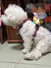 TUFF HOUND它愿狗狗胸背帶狗狗牽引繩背心式大型犬牽狗繩真皮狗鏈 樹莓泡泡 M（脖圍36-46 胸圍50-64cm） 曬單實拍圖