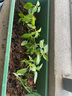 大禹河南大葉荊芥菜種子苗荊菜籽活苗帶土荊棘種籽荊介盆栽蔬菜 荊芥苗帶土活苗 5棵+1棵 曬單實(shí)拍圖