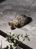 萬(wàn)牽304不銹鋼狗鏈子大型犬中型犬小型犬鐵鏈項圈狗繩防咬斗牛栓狗鏈 2.3mm粗（10-20斤小型） 3米 曬單實(shí)拍圖