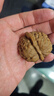 老農哥【蛤蟆頭青皮】金蟾延慶開(kāi)背文玩核桃帶皮蛙蛙呱呱自開(kāi)小眾賭青皮 金蟬蛤蟆頭 46-47mm蛤蟆頭青果【1對】 曬單實(shí)拍圖