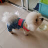 MIKI PAD寵物狗狗衣服小型犬可牽引外出背帶褲春夏幼犬衣服比熊泰迪雪納瑞 藍色口袋背帶褲 XL背長(cháng)40cm（參考體重13-17斤） 曬單實(shí)拍圖
