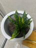 【店鋪】黑美人萬年青盆栽辦公室內(nèi)植物客廳四季常青吸甲醛桌面綠 黑美人(塑料原盆) 曬單實拍圖
