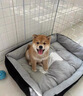 柴犬幼犬寵物狗活體日本柴犬純種幼崽柴狗小狗仔赤柴活物豆柴黑柴 寵物級 母 曬單實拍圖