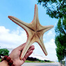 霸王海星 天然海螺貝殼超大海星標(biāo)本造景裝飾幼兒園兒童科普擺件 30-33CM左右超大海星 曬單實(shí)拍圖