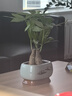 中夢(mèng)2024新款發(fā)財樹(shù)小盆栽辦公室內開(kāi)業(yè)送禮盆景綠植 三桿發(fā)財樹(shù)(出水芙蓉綠陶瓷盆) 曬單實(shí)拍圖