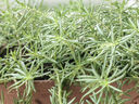 太陽花盆栽多色重瓣帶根室外花卉宿根植物 太陽花（120~180株）混色 不含盆 曬單實拍圖