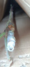 月季樹(shù)樁樹(shù)狀月季大花月季樹(shù)苗嫁接歐月大花雙色陽(yáng)臺(tái)庭院盆栽地栽 紅扇 1.5公分帶原土當(dāng)年開(kāi)花 曬單實(shí)拍圖