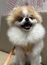 PUPPY GALLERY韓國進(jìn)口A(yíng)+狗狗胸背帶遛狗寵物狗狗牽引繩 小狗狗繩背心式小型犬 春日花海(隨單發(fā)放/顏色隨機) 2XS 胸圍29-36cm/體重1.9-3.9kg 曬單實(shí)拍圖