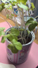 IAM City Farmer牽牛花罐頭盆栽綠植花卉種植罐頭種子diy盆栽開學(xué)季種植作業(yè)10068 曬單實(shí)拍圖