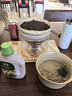 鳳鳴雅世 四季驅(qū)蚊草種籽盆栽四季種植薄荷種孑食用薄荷種子10克 曬單實拍圖