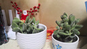MPPMCK熊掌多肉植物熊童子【錦】網(wǎng)紅新款迷你小多肉陽(yáng)臺桌面小盆栽室內 高品質(zhì)四色組合30-40葉 后期變色 不含盆 曬單實(shí)拍圖