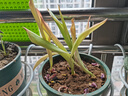 瑞蔬源郁金香種球水培土培綠植花卉盆栽地栽花卉郁金香種球5個(gè)源頭直發(fā) 曬單實(shí)拍圖