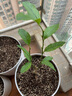 爾瀾清香氣味原土發(fā)貨香水檸檬樹(shù)苗果樹(shù)苗室內陽(yáng)臺盆栽水果苗源頭直發(fā) 曬單實(shí)拍圖