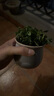 愛(ài)你一萬(wàn)年含羞草小盆栽室內陽(yáng)臺植物四季常青易種花卉怕羞草害羞草趣味植物 含羞草【紫色蓮蓬馬卡龍盆】 曬單實(shí)拍圖