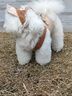 嬉皮狗（hipidog）寵物狗狗出行帶帽子胸背帶套裝自帶牽引小型犬泰迪比熊博美防掙脫 洛米棕套裝 L（建議體重8-12斤） 曬單實(shí)拍圖