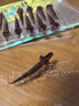 致尊坊桑巴路亞圍裙針尾螺紋浮水軟餌倒釣德州鱸鱖魚(yú)翹嘴螺旋輕舞蟲(chóng)假餌 【浮水濃腥】閃紅5.0cm(14條裝） 曬單實(shí)拍圖