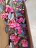 小電兜 XELECPOCKET絹花仿真花山茶花仿真花客廳餐桌花裝飾花干花花束插花擺設假花 山茶花深粉不含瓶 3支 曬單實(shí)拍圖