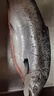 聚鮮品挪威進口冰鮮整條三文魚(大西洋鮭)14-12斤一條 可選擇發(fā)貨方式 要整條發(fā)出 曬單實拍圖